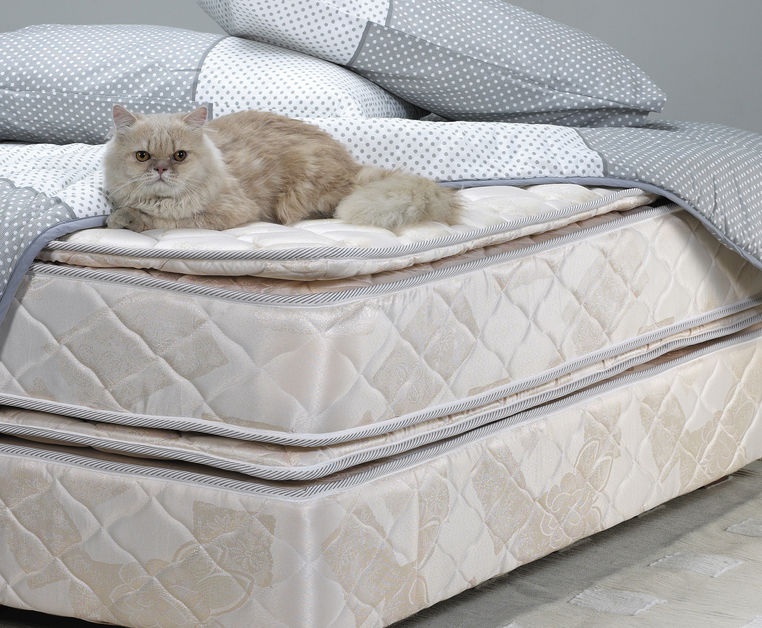 cat-on-mattress.jpg